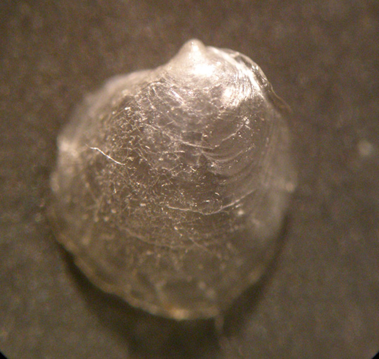 bivalve da determinare